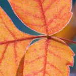 Thumbnail of http://Aromatic%20Sumac