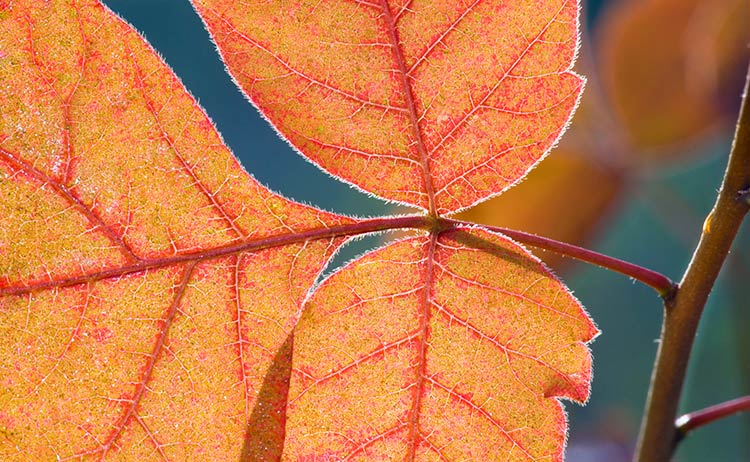 Aromatic Sumac
