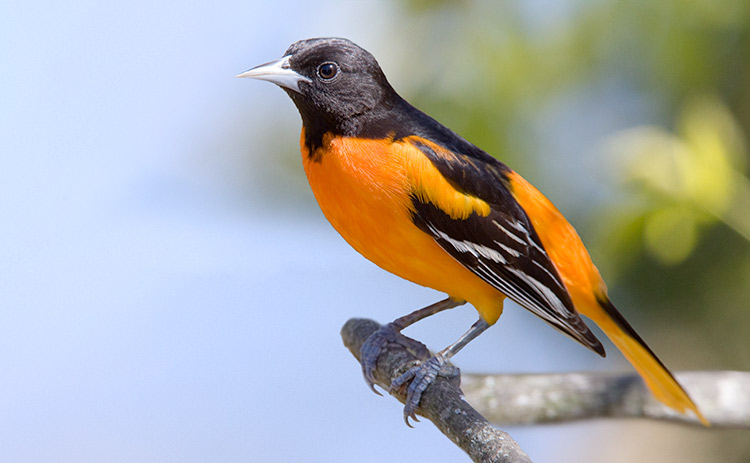 Baltimore Oriole