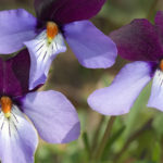 Thumbnail of http://Birds%20Foot%20Violet