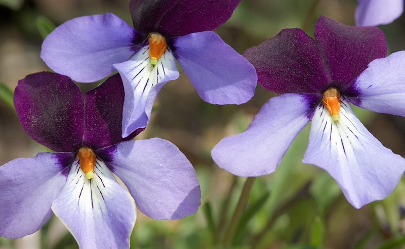 Birds Foot Violet