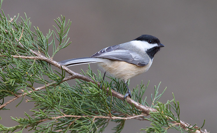 Black capped Chickadee