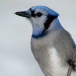 Thumbnail of http://Blue%20Jay