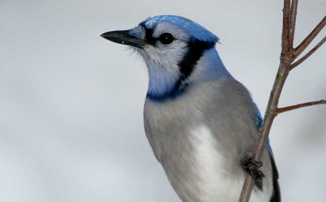 Blue Jay
