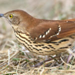 Thumbnail of http://Brown%20Thrasher