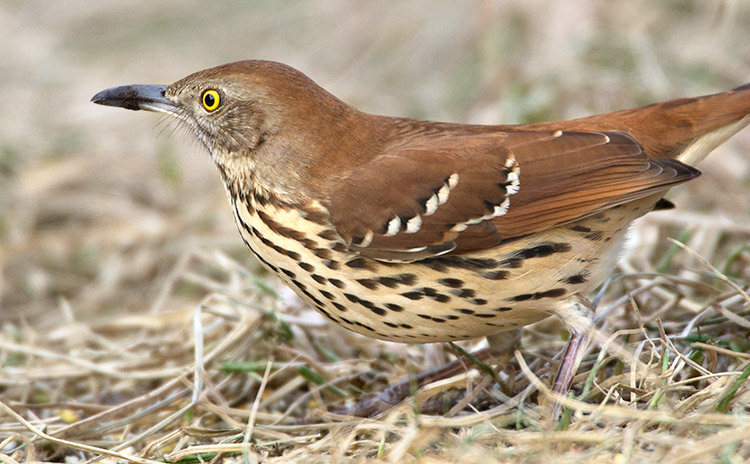 Brown Thrasher