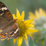 Thumbnail of http://Buckeye%20Butterfly