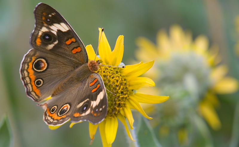 Buckeye Butterfly