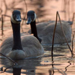 Thumbnail of http://Canada%20Goose