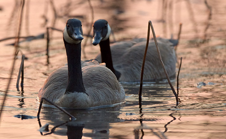 Canada Goose