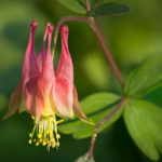 Thumbnail of http://Columbine