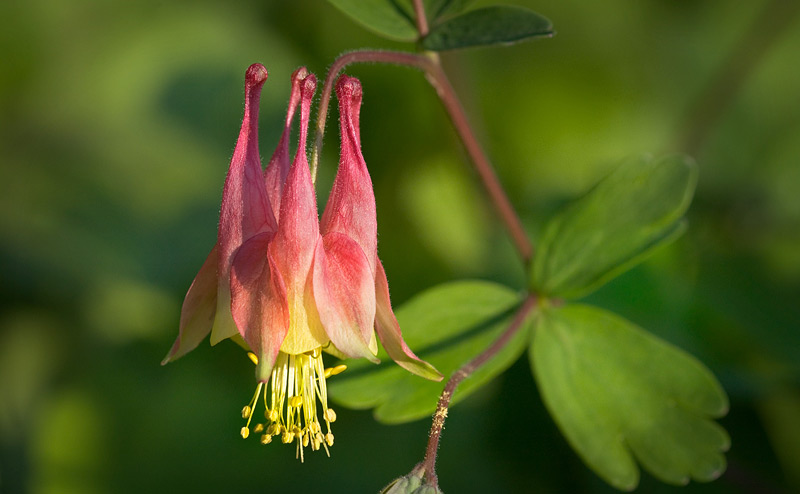 Columbine