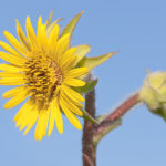 Thumbnail of http://Compass%20Plant