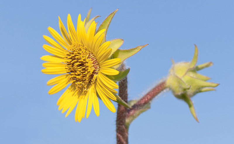 Compass Plant