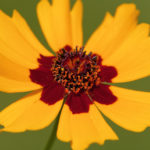 Thumbnail of http://Coreopsis%20Tinctoria