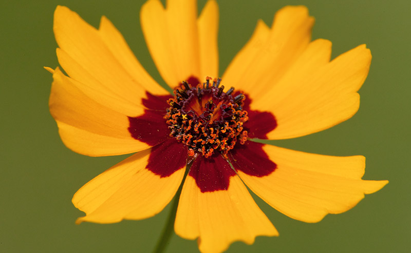 Coreopsis Tinctoria