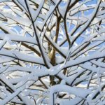 Thumbnail of http://Cypress%20with%20Snow