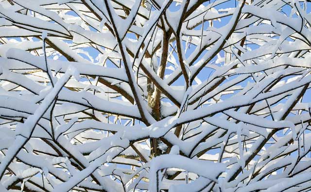 Cypress with Snow
