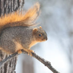 Thumbnail of http://Eastern%20Fox%20Squirrel