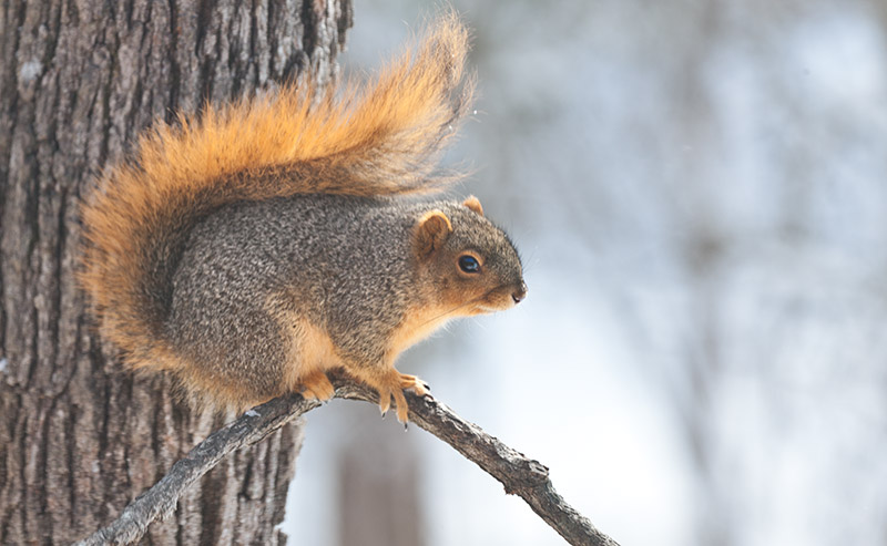 Eastern Fox Squirrel