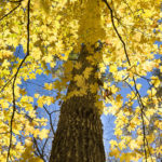 Thumbnail of http://Fall%20Maple
