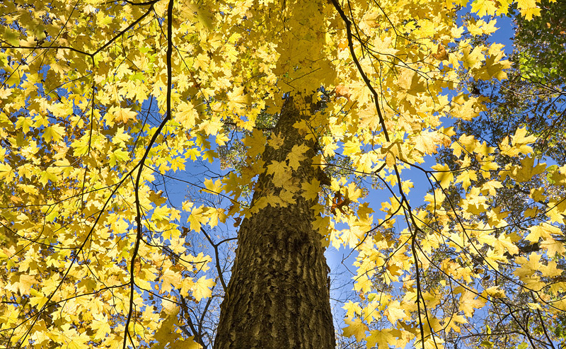 Fall Maple
