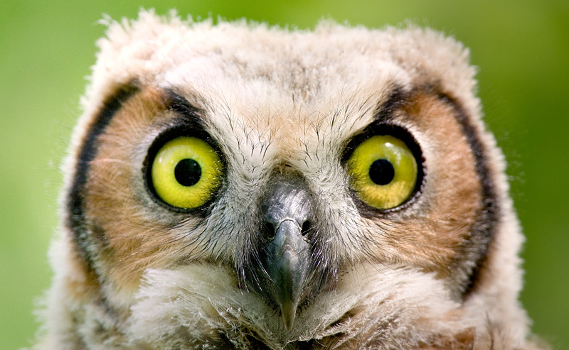 Great Horned Owl Chick