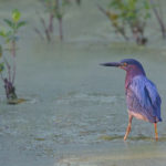 Thumbnail of http://Green%20Heron