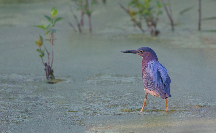 Green Heron