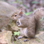 Thumbnail of http://Grey%20Squirrel