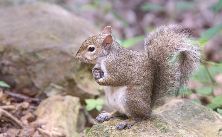 Grey Squirrel