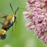 Thumbnail of http://Hummingbird%20Clearwing