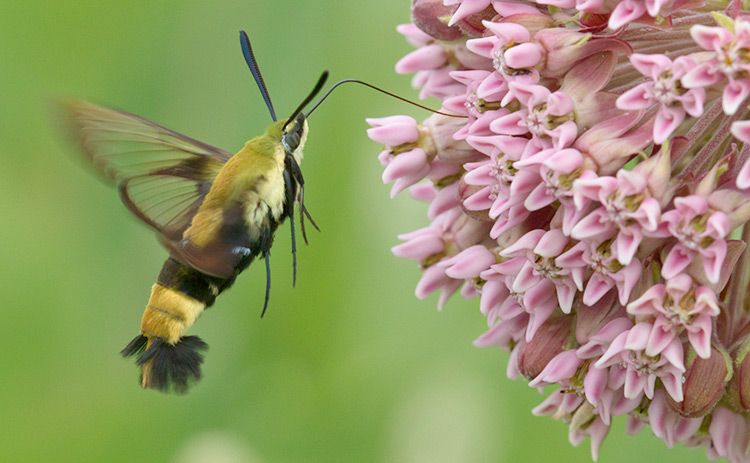 Hummingbird Clearwing