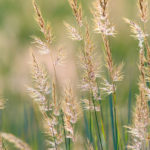 Thumbnail of http://Indian%20Grass