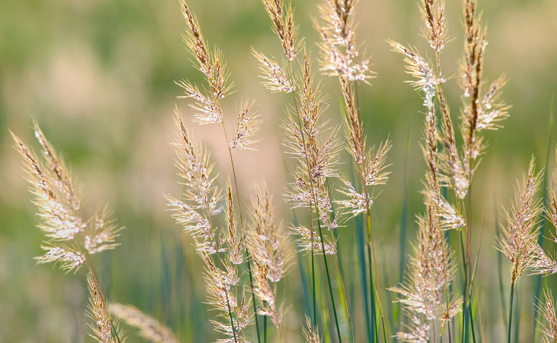 Indian Grass