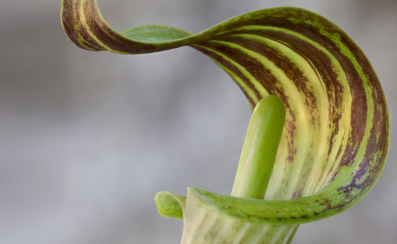 Jack in the Pulpit