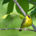 Thumbnail of http://Kentucky%20Warbler