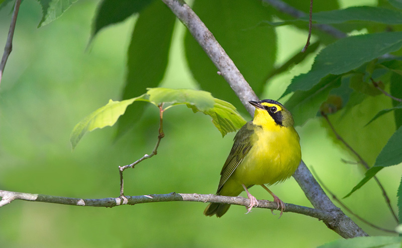 Kentucky Warbler