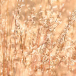 Thumbnail of http://Little%20Bluestem