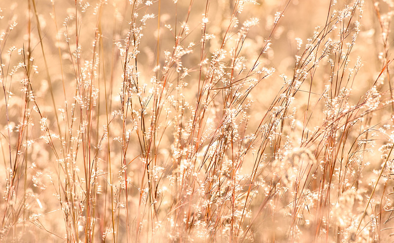 Little Bluestem