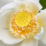 Thumbnail of http://Nelumbo%20Lutea