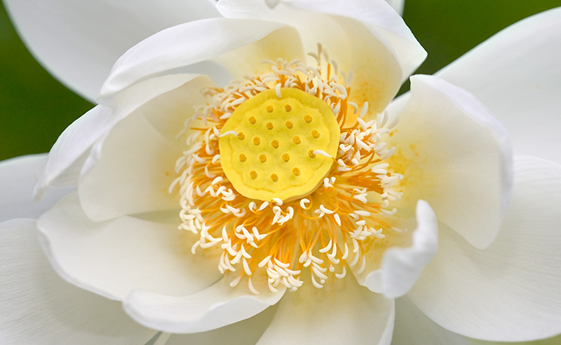 Nelumbo Lutea
