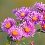 Thumbnail of http://New%20England%20Aster