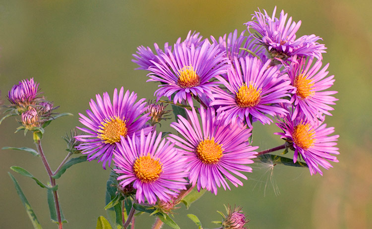 New England Aster