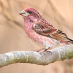 Thumbnail of http://Purple%20Finch
