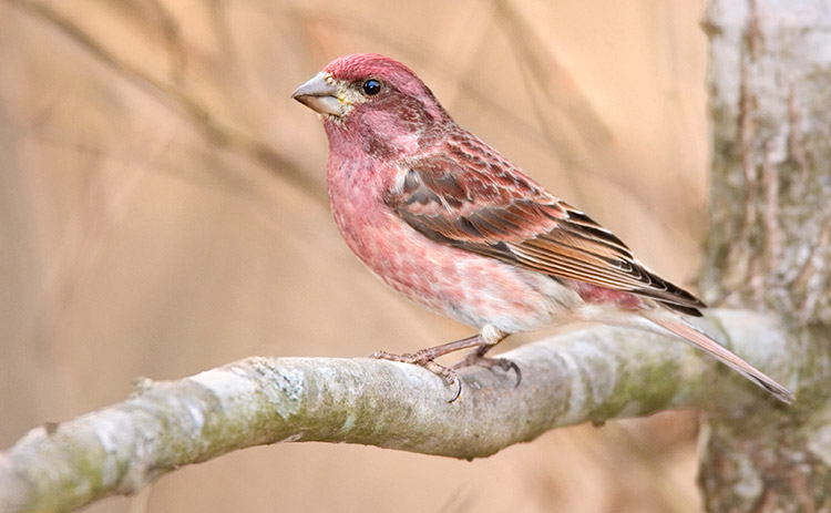 Purple Finch