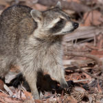 Thumbnail of http://Raccoon