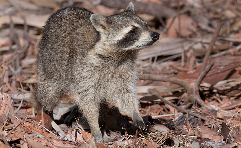 Raccoon