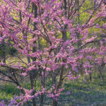 Thumbnail of http://Redbud
