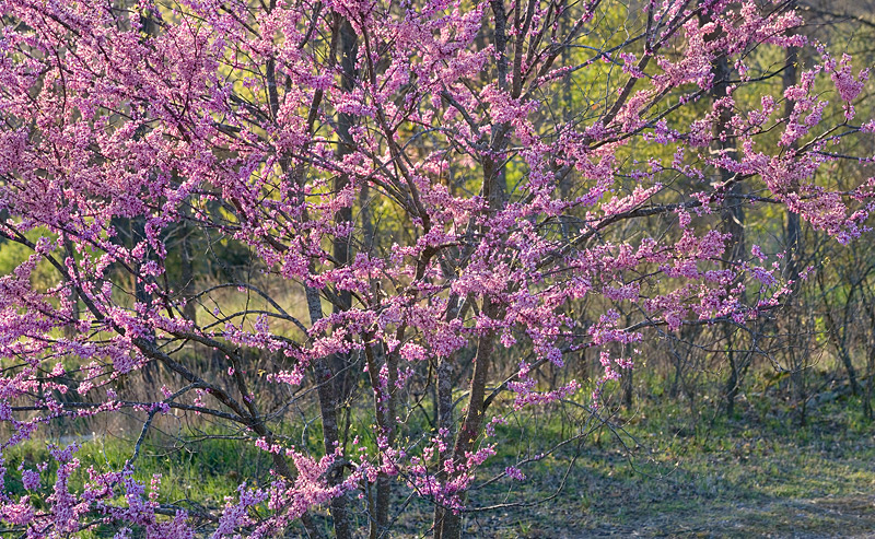 Redbud